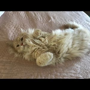 Meet your Posher, Brynn